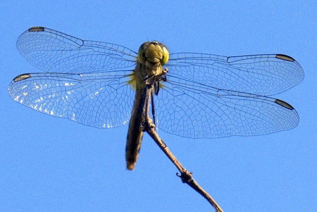 Flirty Flitter-By Dragonfly