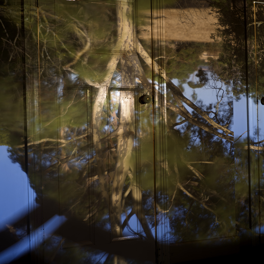 Reflection of trees in a still body of water