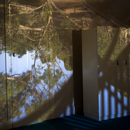 Projection of trees onto a wall with a white column in the foreground