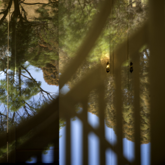 Collage of trees reflected in water with a blurred foreground