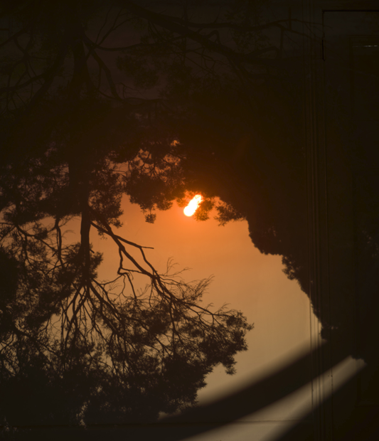 Sunset through tree branches with a hazy orange sky