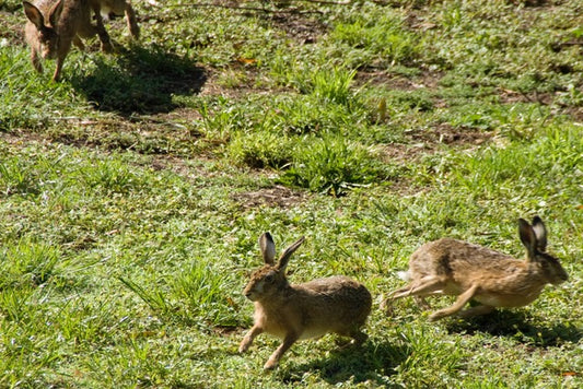 Hares on the Run