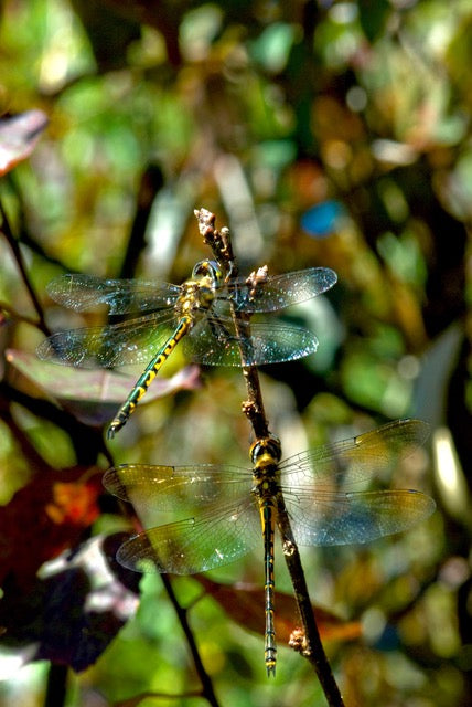 Two Dragonflies