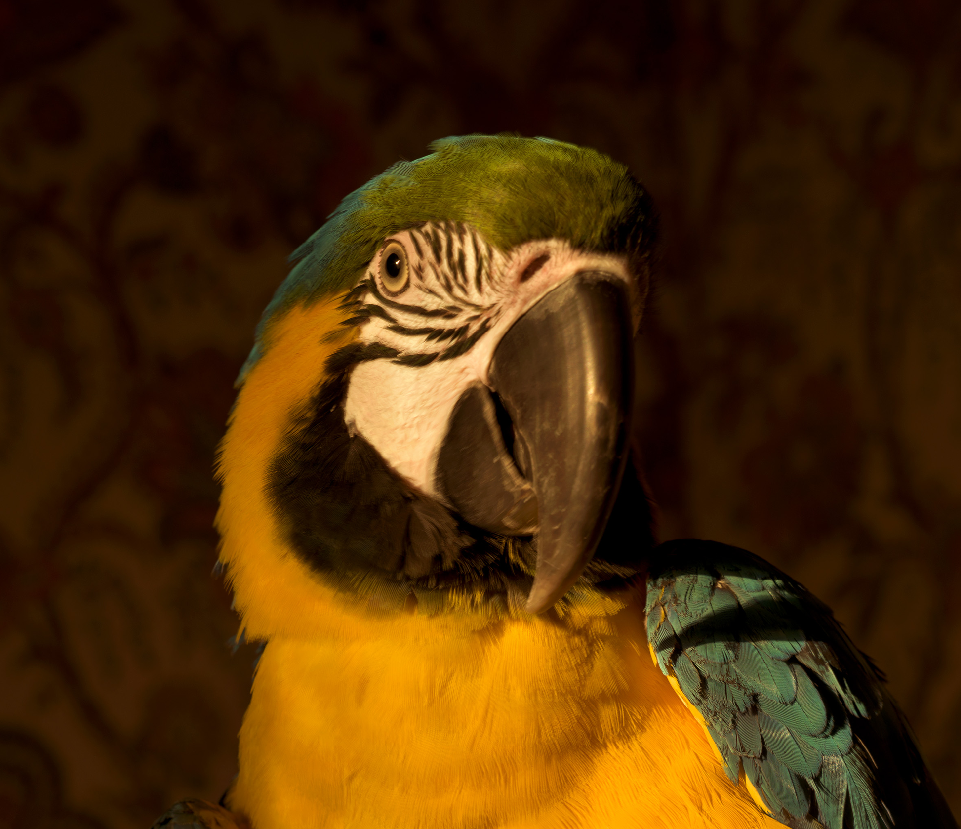 Close-up of a colorful parrot with a blurred background