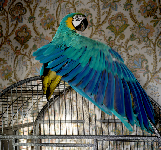 Blue and green parrot in a cage with a patterned wall in the background