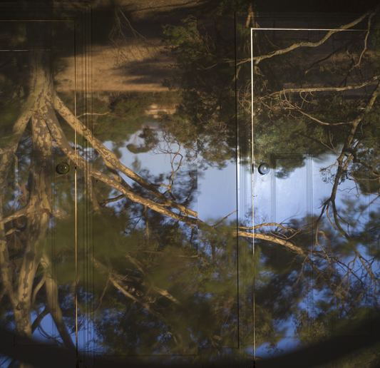 Reflection of trees in water with a focus on the water surface