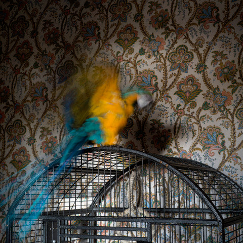 Colorful parrot in a cage against a patterned wall